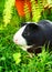 Guinea pig in green grass.