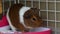 guinea pig grooming herself while sitting in a corner.