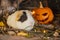 Guinea Pig at Halloween with Pumpkin