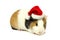 Guinea pig in hat of Santa Claus.