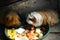 Guinea pig with healthy food specially held in Germany