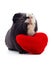 Guinea pig and heart