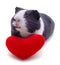 Guinea pig and heart