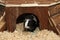 Guinea pig house