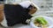 A guinea pig in a house looks at a bowl of kibble and green lettuce. A guinea pig eats juicy greens from a bowl while