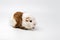 Guinea pig isolated on light background