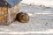 Guinea pig latin name Cavia aperea f. porcellus is resting near small house