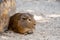 Guinea pig latin name Cavia aperea f. porcellus is resting near small house
