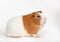 Guinea-pig on the light background