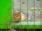 Guinea pig looking from a cage