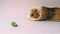 Guinea pig looking for food, finds, and eats a small piece of green cucumber, white background, cute furry rodent