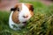 guinea pig munching on calming herbs