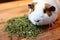 guinea pig munching on calming herbs