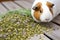 guinea pig munching on calming herbs