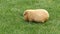 Guinea pig munching quickly on grass