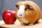 guinea pig munching on a ripe autumn apple