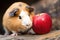 guinea pig munching on a ripe autumn apple