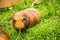 Guinea pig on natural background