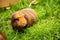 Guinea pig on natural background