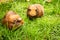 Guinea pig on natural background