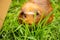 Guinea pig on natural background