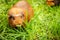 Guinea pig on natural background