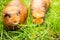 Guinea pig on natural background