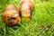 Guinea pig on natural background