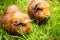 Guinea pig on natural background