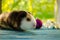 Guinea pig, new year, good bokeh, and card