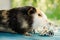 Guinea pig, new year, good bokeh, and card