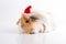 Guinea pig and New Year, Santa Claus hat