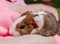 Guinea pig newborn sitting on hands.