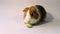Guinea pig nibbles food, eats a small piece of green cucumber, white background, cute furry rodent