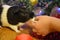 Guinea pig pet eating and hand child Christmas decorations winter holiday background