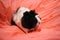 Guinea pig pet fluffy animal on a pink background