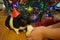 Guinea pig pet in the red hat eating and hand child Christmas decorations winter holiday background