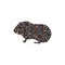 Guinea pig pet rodent color silhouette animal