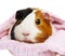 Guinea pig in a pink cap