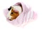 Guinea pig in a pink cap isolated