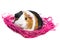 Guinea pig in a pink nest