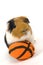 Guinea pig is playing basketball