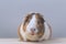 Guinea pig, portrait of a domestic cavy