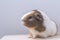 Guinea pig, portrait of a domestic cavy