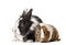 Guinea pig and rabbit sitting against white background