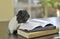 Guinea pig reading