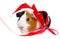 Guinea pig with a red santa cap