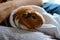 guinea pig resting in a persons lap, wrapped in a towel