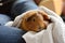 guinea pig resting in a persons lap, wrapped in a towel