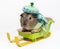 Guinea pig rides on a sled in a knitted hat